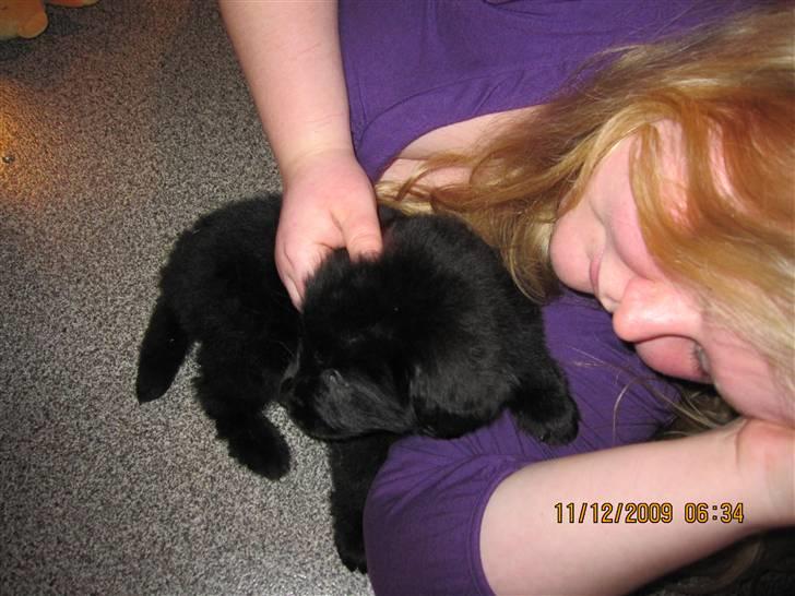 Blanding af racer Xander - Lige da han var kommet hjem til os... billede 17