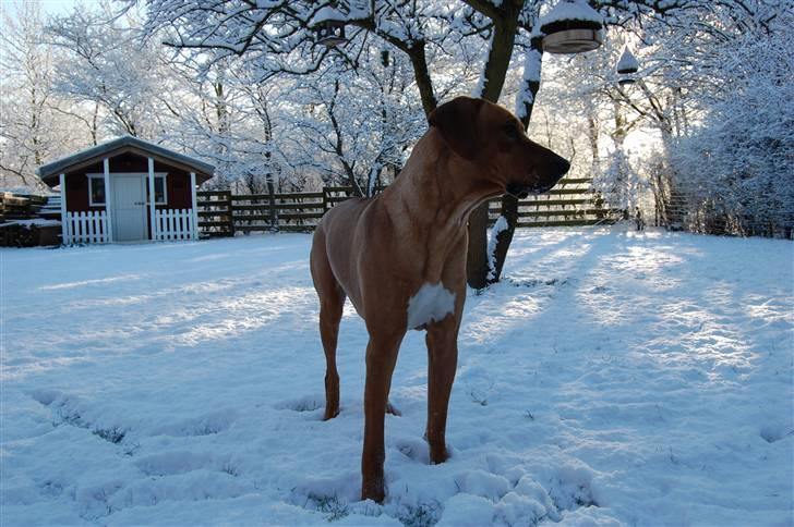 Rhodesian ridgeback Sasso billede 8