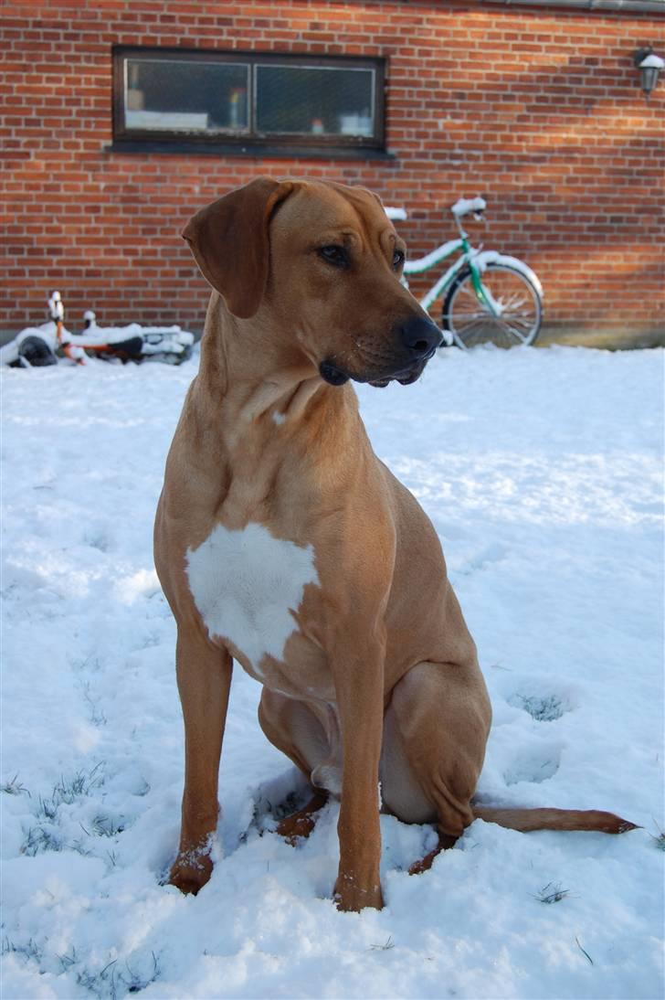 Rhodesian ridgeback Sasso billede 9