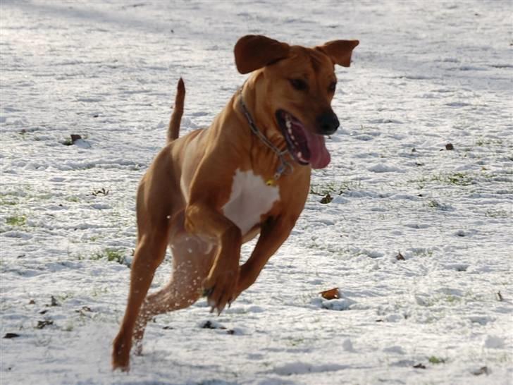 Rhodesian ridgeback Sasso billede 11