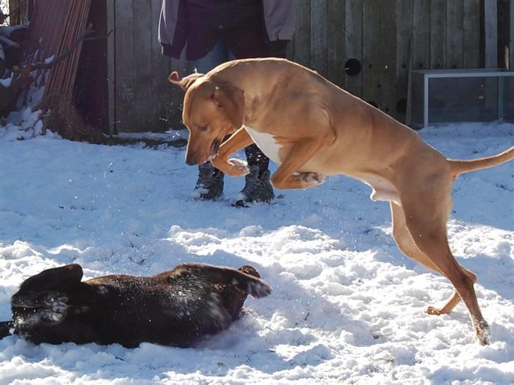 Rhodesian ridgeback Sasso billede 14