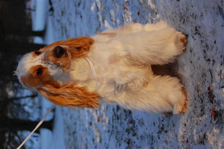 Cocker spaniel Minus billede 10