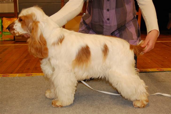 Cocker spaniel Minus billede 11