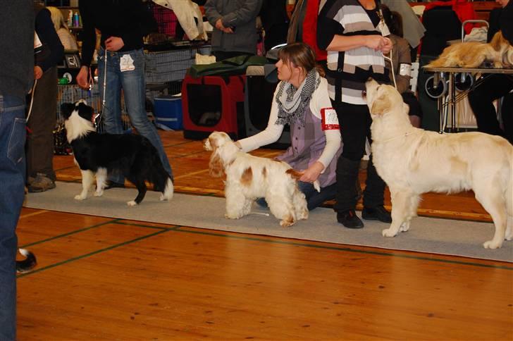 Cocker spaniel Minus billede 12