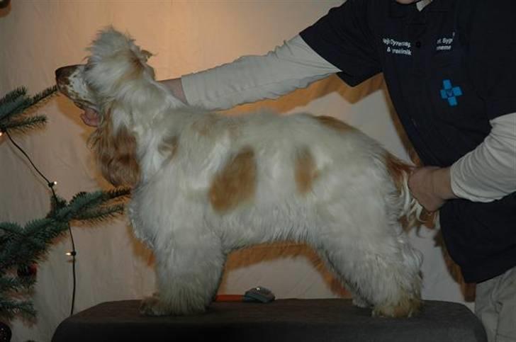 Cocker spaniel Minus billede 13