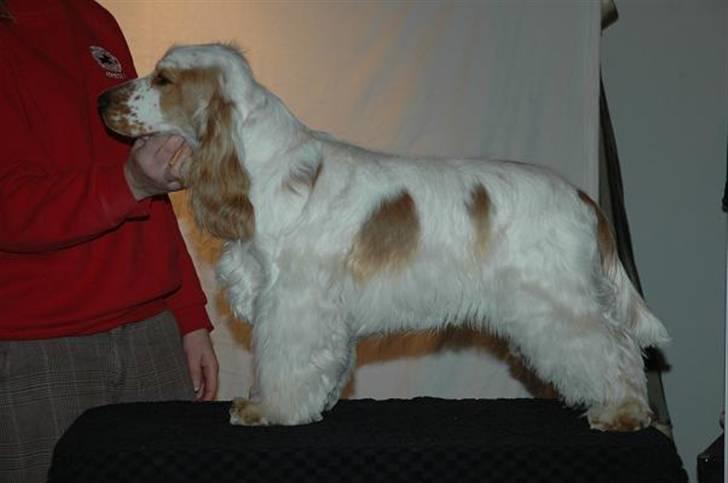Cocker spaniel Minus billede 14