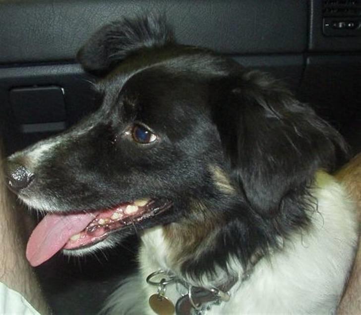 Blanding af racer Sofus billede 1