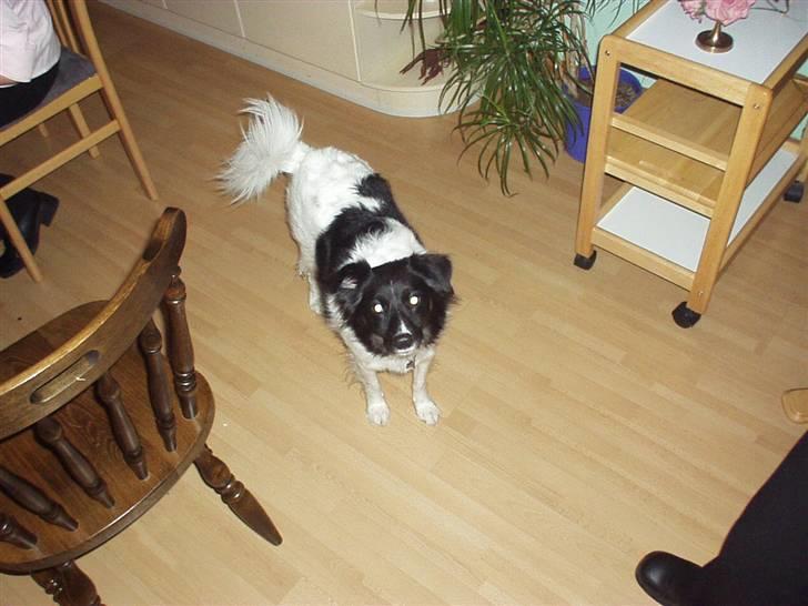 Blanding af racer Sofus billede 2