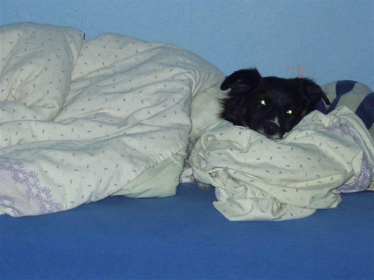 Blanding af racer Sofus billede 3