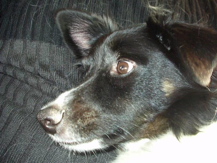 Blanding af racer Sofus billede 4