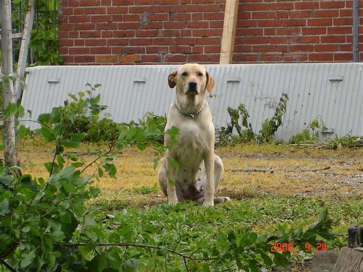 Labrador retriever Trunte billede 4