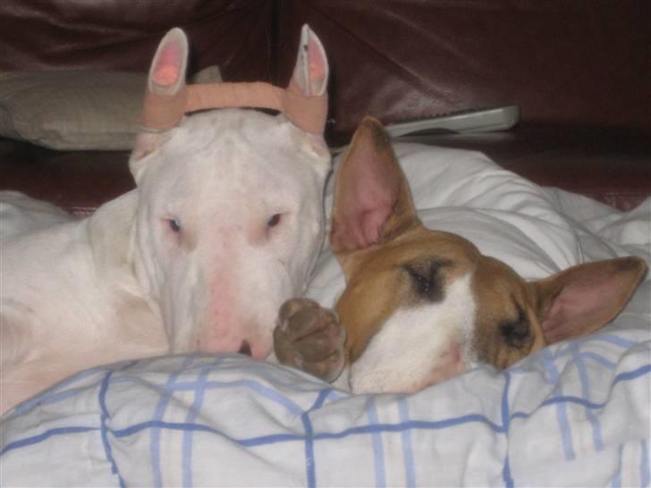 Bullterrier Henry - Lidt søskende kærlighed billede 19