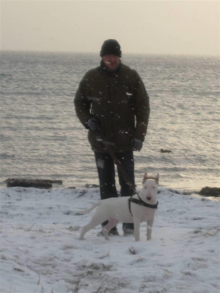 Bullterrier Henry - På gåtur i det skønne vintervejr. billede 20