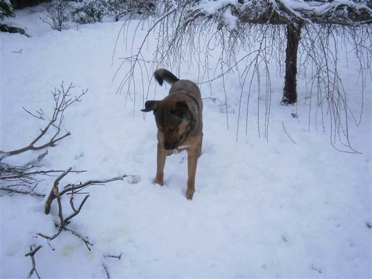 Blanding af racer Charlie *RIP* - Nyt. billede 17