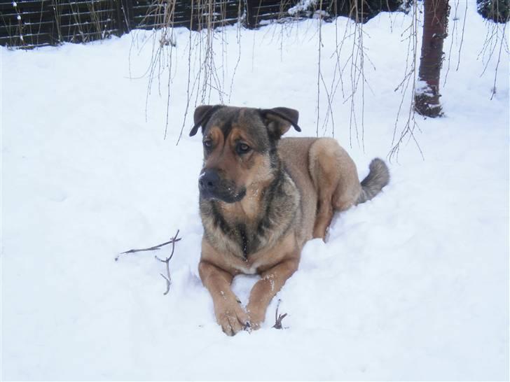 Blanding af racer Charlie *RIP* - Nyt. billede 18