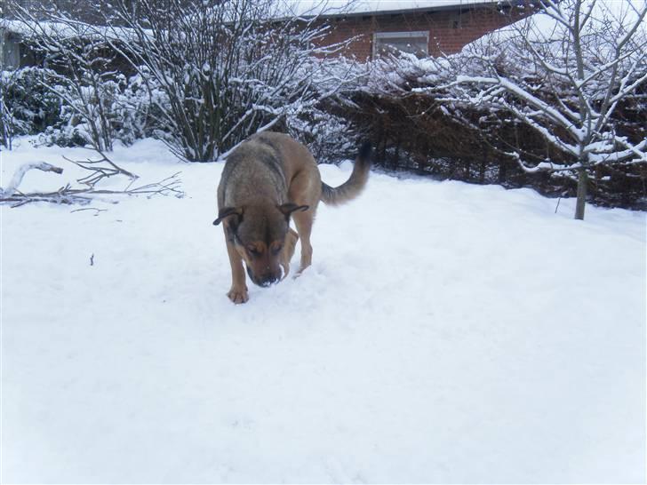 Blanding af racer Charlie *RIP* - Nyt. billede 19