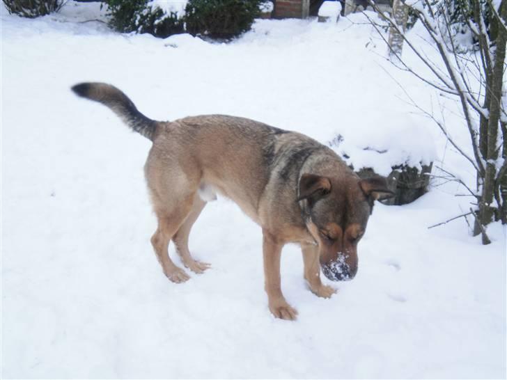 Blanding af racer Charlie *RIP* - Nyt. billede 20