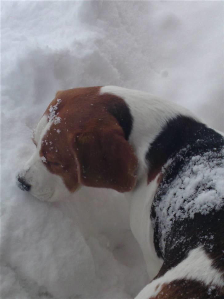 Beagle salus plet - hm, skal man eller skal man ikk xD billede 18