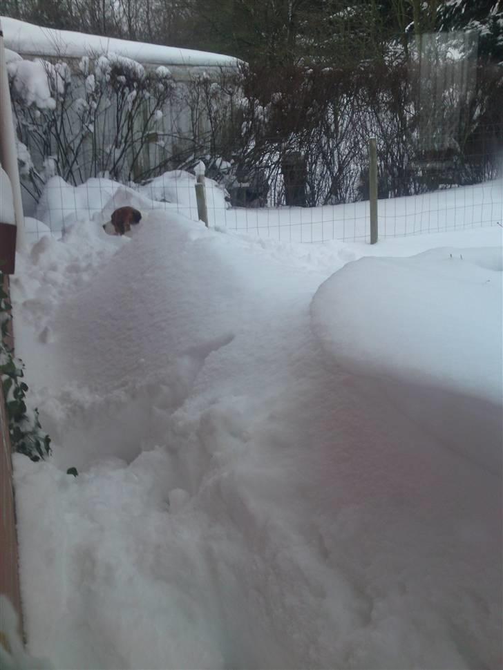 Beagle salus plet - lidt højt sne måske d; billede 19