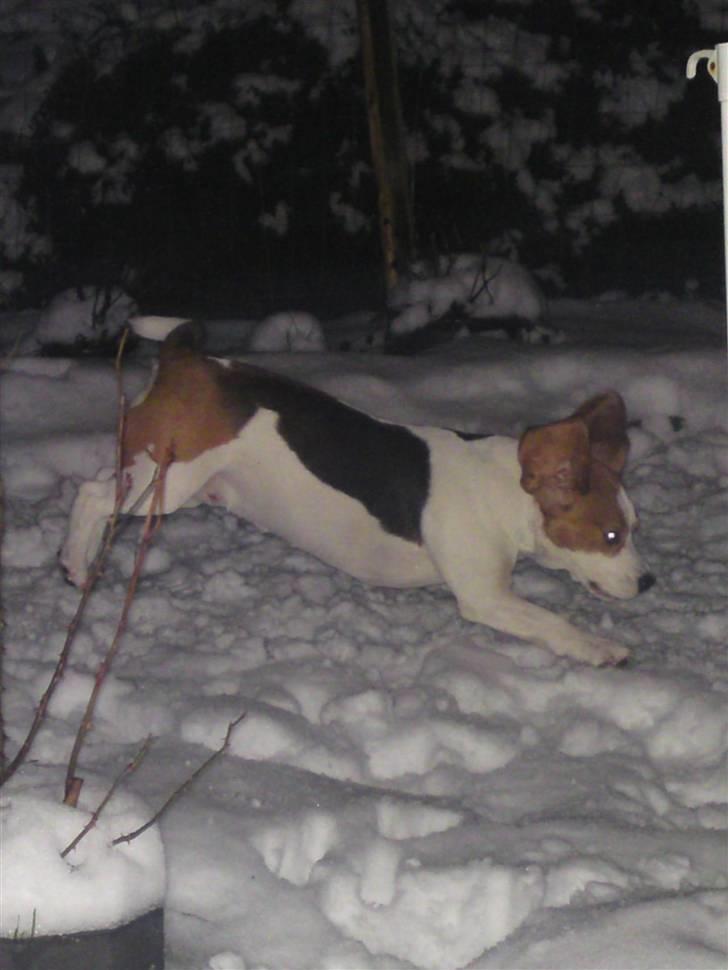 Beagle salus plet - hooooooop ;D billede 20