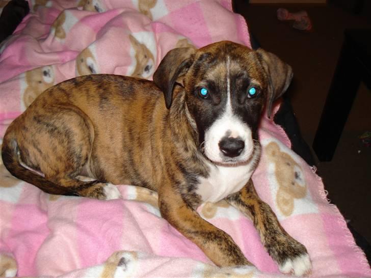 Amerikansk bulldog Fia billede 1