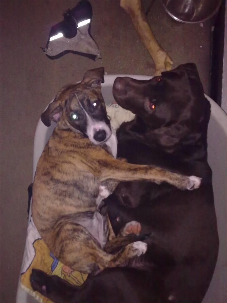 Amerikansk bulldog Fia billede 2