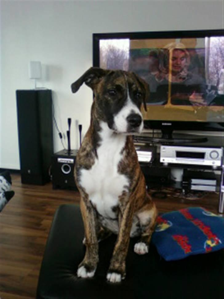 Amerikansk bulldog Fia billede 3