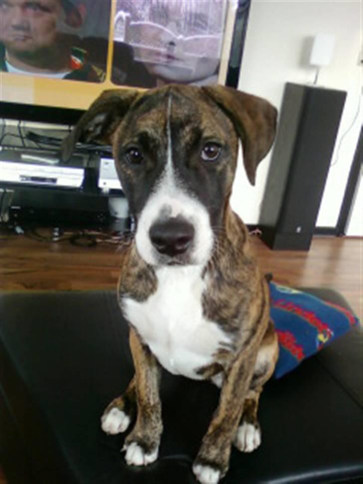 Amerikansk bulldog Fia billede 4