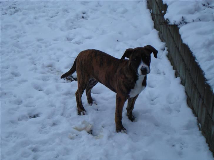 Amerikansk bulldog Fia billede 5