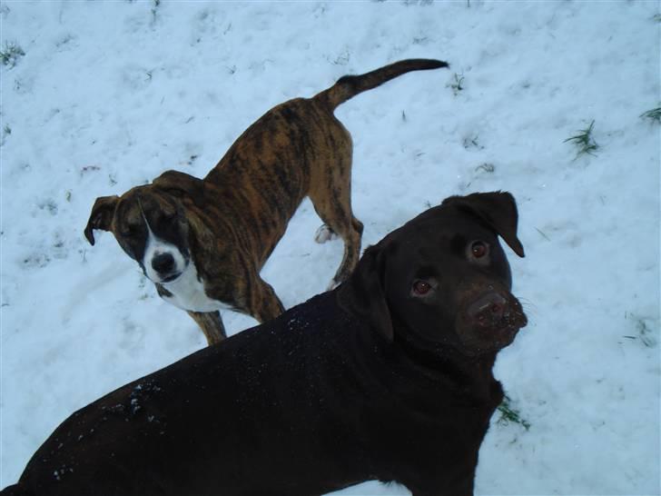 Amerikansk bulldog Fia billede 6