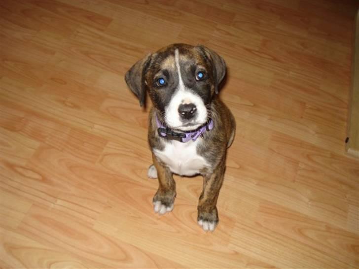 Amerikansk bulldog Fia billede 7