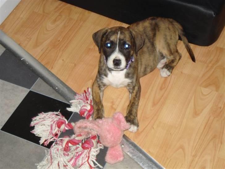 Amerikansk bulldog Fia billede 8