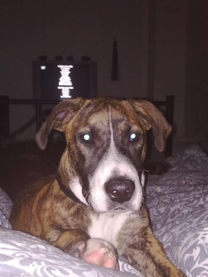 Amerikansk bulldog Fia billede 9