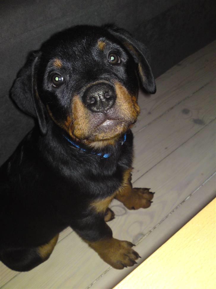 Rottweiler Bayo billede 1