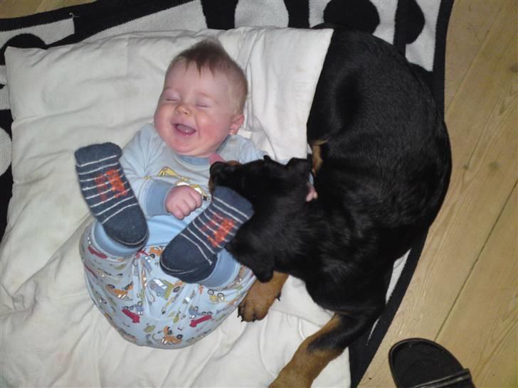 Rottweiler Bayo billede 2