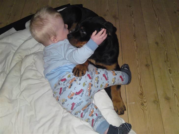 Rottweiler Bayo billede 3