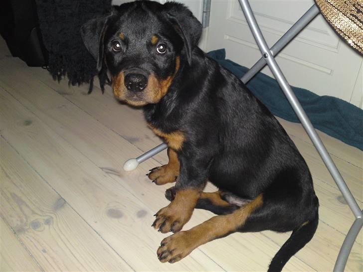 Rottweiler Bayo billede 4