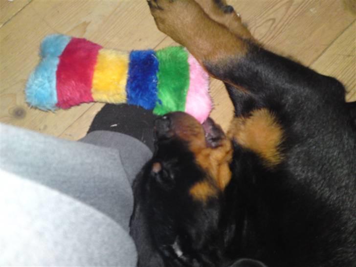 Rottweiler Bayo billede 5