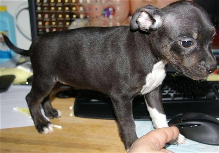 Staffordshire bull terrier Angel billede 1