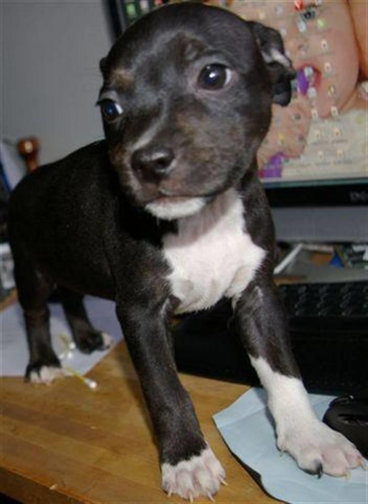 Staffordshire bull terrier Angel billede 2