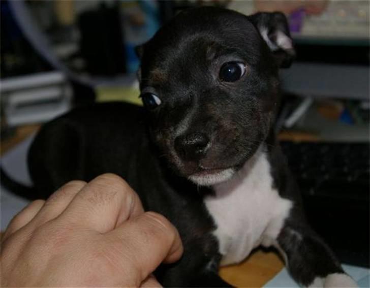 Staffordshire bull terrier Angel billede 3