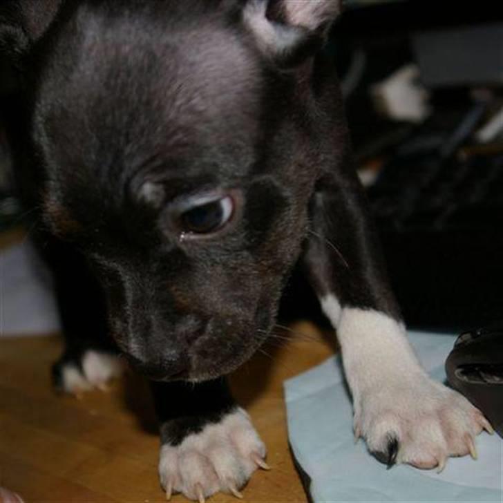 Staffordshire bull terrier Angel billede 4