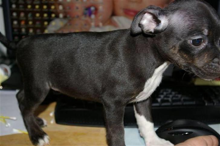 Staffordshire bull terrier Angel billede 5