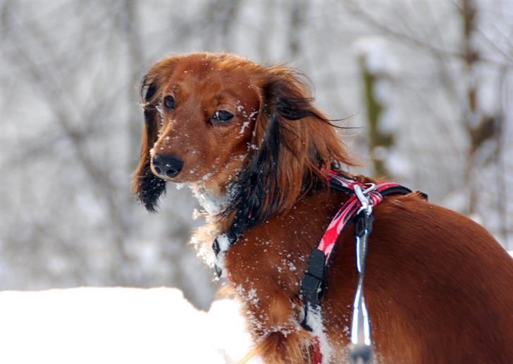 Dværggravhund Cookie billede 8