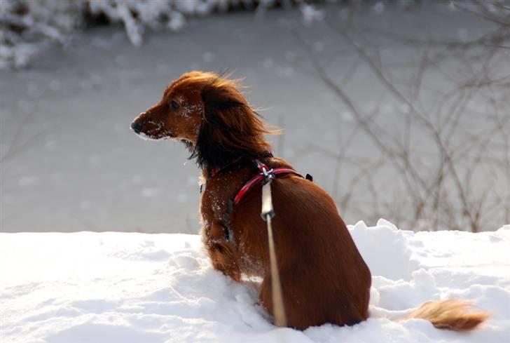 Dværggravhund Cookie billede 9