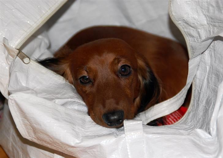 Dværggravhund Cookie billede 11