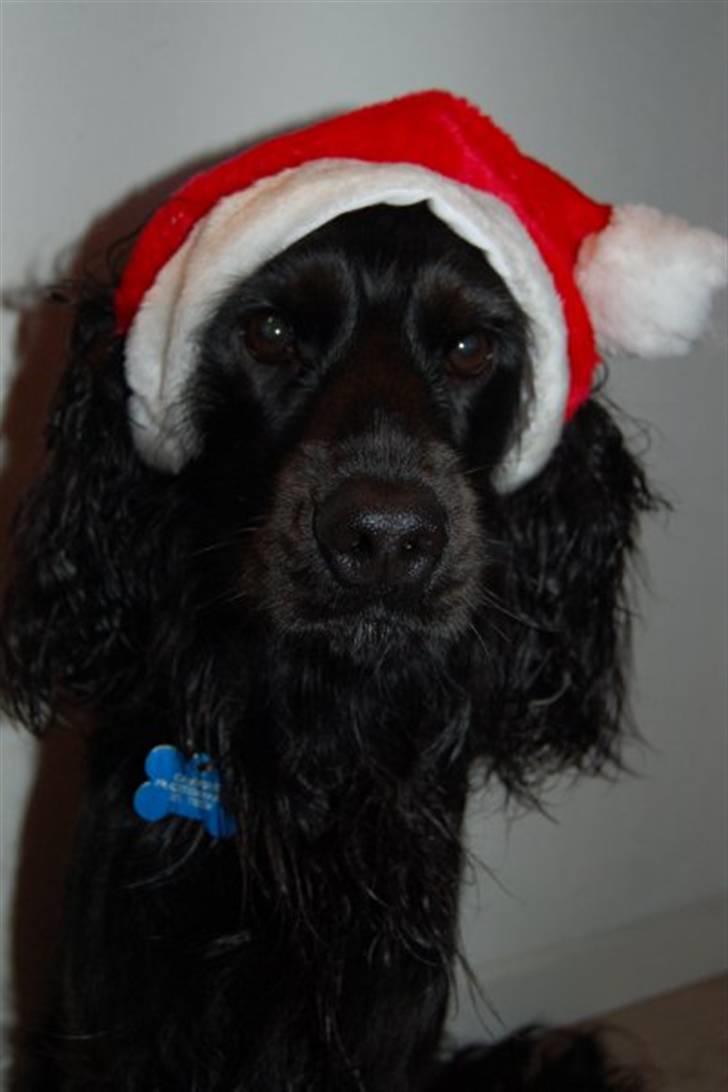 Cocker spaniel Kato billede 1