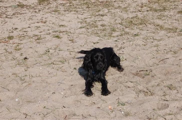 Cocker spaniel Kato billede 2