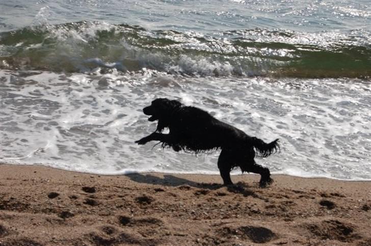 Cocker spaniel Kato billede 3