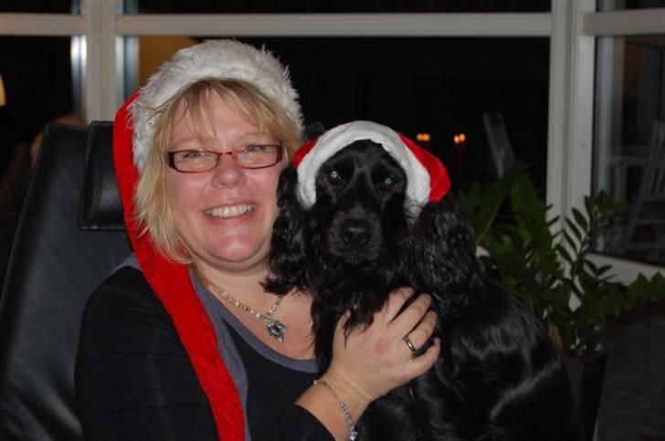 Cocker spaniel Kato billede 4